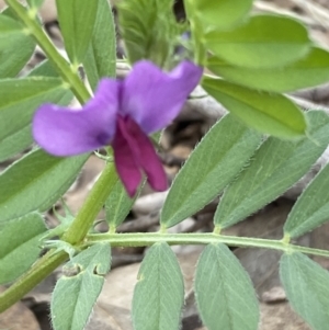 Vicia sativa at Coolac, NSW - 5 Oct 2021