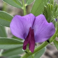 Vicia sativa at Coolac, NSW - 5 Oct 2021