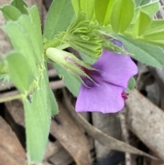 Vicia sativa at Coolac, NSW - 5 Oct 2021 04:07 PM