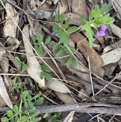 Vicia sativa at Coolac, NSW - 5 Oct 2021