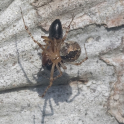 Cryptachaea veruculata (Diamondback comb-footed spider) at Hawker, ACT - 3 Oct 2021 by AlisonMilton