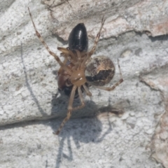 Cryptachaea veruculata at Hawker, ACT - 4 Oct 2021