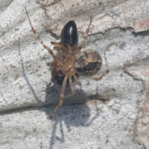 Cryptachaea veruculata at Hawker, ACT - 4 Oct 2021