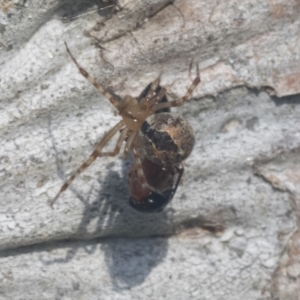 Cryptachaea veruculata at Hawker, ACT - 4 Oct 2021