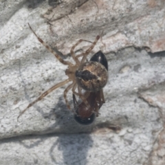 Cryptachaea veruculata at Hawker, ACT - 4 Oct 2021 07:57 AM