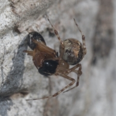 Cryptachaea veruculata at Hawker, ACT - 4 Oct 2021