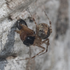 Cryptachaea veruculata at Hawker, ACT - 4 Oct 2021