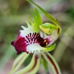 Caladenia atrovespa (Green-comb Spider Orchid) at Acton, ACT - 5 Oct 2021 by RobG1
