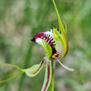 Caladenia atrovespa at Acton, ACT - suppressed