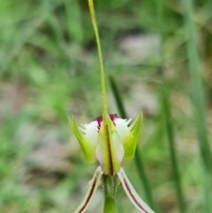 Caladenia atrovespa at Acton, ACT - suppressed