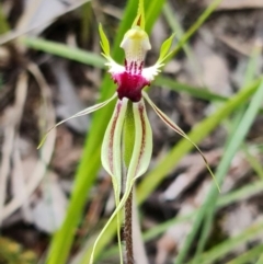 Caladenia atrovespa at Acton, ACT - suppressed