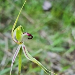 Caladenia atrovespa at Acton, ACT - suppressed