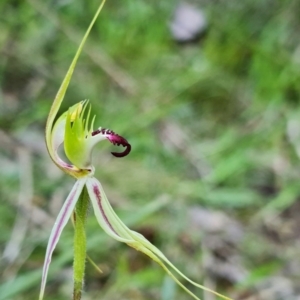 Caladenia atrovespa at Acton, ACT - suppressed