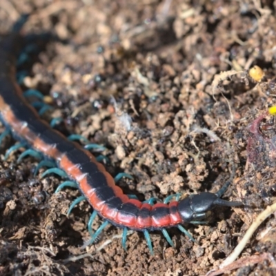 Scolopendra laeta (Giant Centipede) at Jacka, ACT - 10 Sep 2021 by TimotheeBonnet