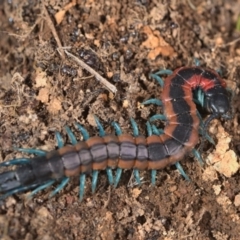 Scolopendra laeta at Jacka, ACT - 10 Sep 2021 10:30 AM