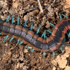 Scolopendra laeta at Jacka, ACT - 10 Sep 2021 10:30 AM