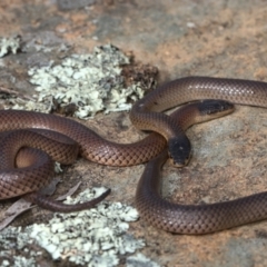 Parasuta dwyeri (Dwyer's Black-headed Snake) at Goorooyarroo NR (ACT) - 10 Sep 2021 by TimotheeBonnet