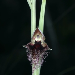 Calochilus platychilus (Purple Beard Orchid) at Watson, ACT - 5 Oct 2021 by jb2602