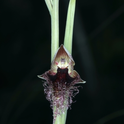Calochilus platychilus (Purple Beard Orchid) at Watson, ACT - 5 Oct 2021 by jbromilow50