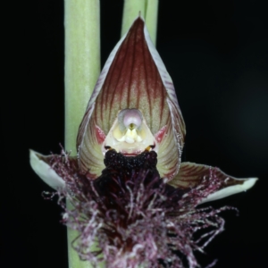 Calochilus platychilus at Watson, ACT - 5 Oct 2021