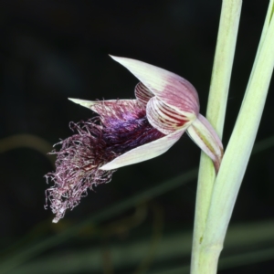 Calochilus platychilus at Watson, ACT - 5 Oct 2021