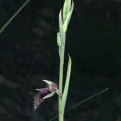 Calochilus platychilus at Watson, ACT - 5 Oct 2021