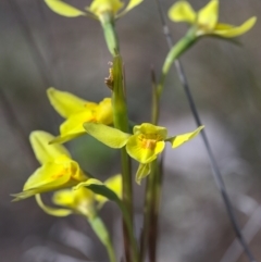 Diuris chryseopsis (Golden Moth) at Goorooyarroo NR (ACT) - 9 Sep 2021 by TimotheeBonnet