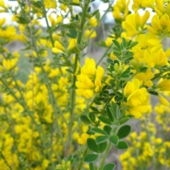 Genista monspessulana (Cape Broom, Montpellier Broom) at Holder Wetlands - 3 Oct 2021 by Miranda