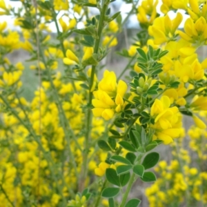 Genista monspessulana at Holder, ACT - 3 Oct 2021