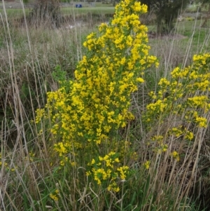 Genista monspessulana at Holder, ACT - 3 Oct 2021