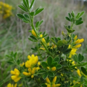 Genista monspessulana at Holder, ACT - 3 Oct 2021