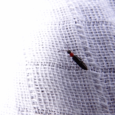 Carphurus sp. (genus) (Soft-winged flower beetle) at Holder, ACT - 3 Oct 2021 by Miranda