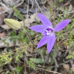 Glossodia major (Wax Lip Orchid) at Bungendore, NSW - 2 Oct 2021 by yellowboxwoodland