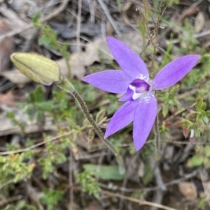 Glossodia major at Bungendore, NSW - 2 Oct 2021