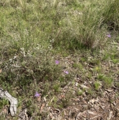 Glossodia major at Bungendore, NSW - 2 Oct 2021