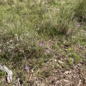 Glossodia major at Bungendore, NSW - suppressed