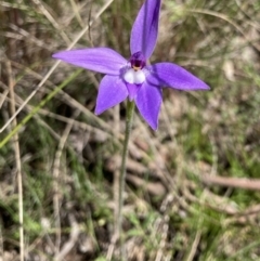 Glossodia major at Bungendore, NSW - 2 Oct 2021