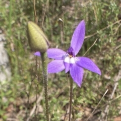 Glossodia major at Bungendore, NSW - 2 Oct 2021