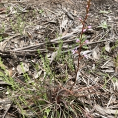 Stylidium graminifolium (grass triggerplant) at Bungendore, NSW - 2 Oct 2021 by yellowboxwoodland