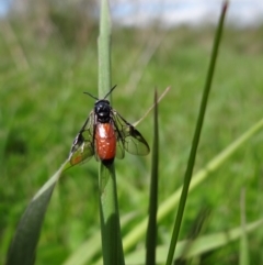 Lophyrotoma analis (Sawfly, Ironbark Sawfly) at Stromlo, ACT - 3 Oct 2021 by Miranda