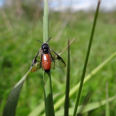 Lophyrotoma analis (Sawfly, Dock Sawfly) at Stromlo, ACT - 3 Oct 2021 by Miranda