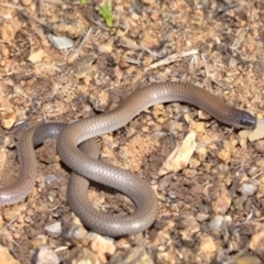 Aprasia parapulchella (Pink-tailed Worm-lizard) at Stromlo, ACT - 26 Sep 2021 by TimotheeBonnet