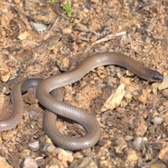 Aprasia parapulchella (Pink-tailed Worm-lizard) at Molonglo River Reserve - 26 Sep 2021 by TimotheeBonnet