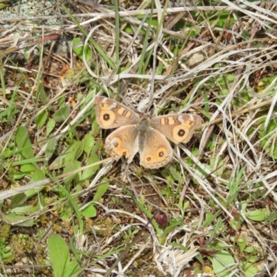 Junonia villida (Meadow Argus) at Mount Taylor - 3 Oct 2021 by MatthewFrawley