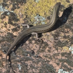 Ctenotus robustus (Robust Striped-skink) at Molonglo River Reserve - 26 Sep 2021 by TimotheeBonnet