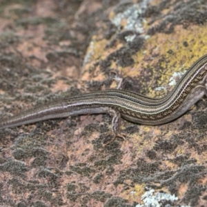 Ctenotus robustus at Holt, ACT - 26 Sep 2021