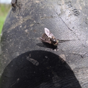 Dasybasis sp. (genus) at Stromlo, ACT - 3 Oct 2021