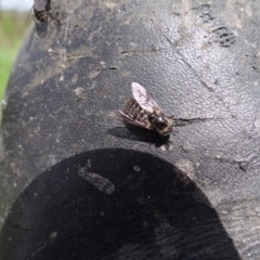Dasybasis sp. (genus) (A march fly) at Stromlo, ACT - 3 Oct 2021 by Miranda