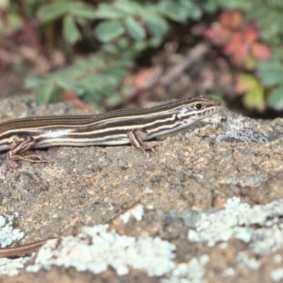 Ctenotus taeniolatus (Copper-tailed Skink) at Molonglo River Reserve - 26 Sep 2021 by TimotheeBonnet