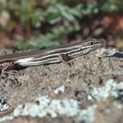 Ctenotus taeniolatus at Holt, ACT - 26 Sep 2021